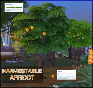 Абрикосовое дерево - Harvestable Apricot (21.04.2020)