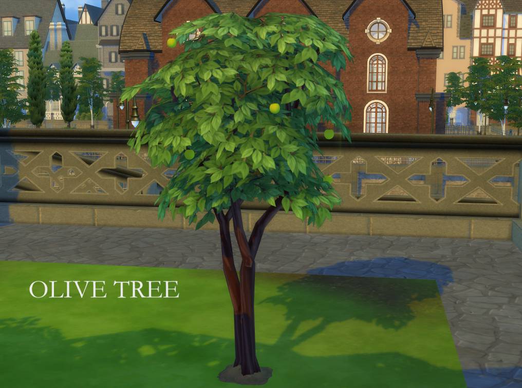 Harvestable Olive Tree - Оливковое дерево
